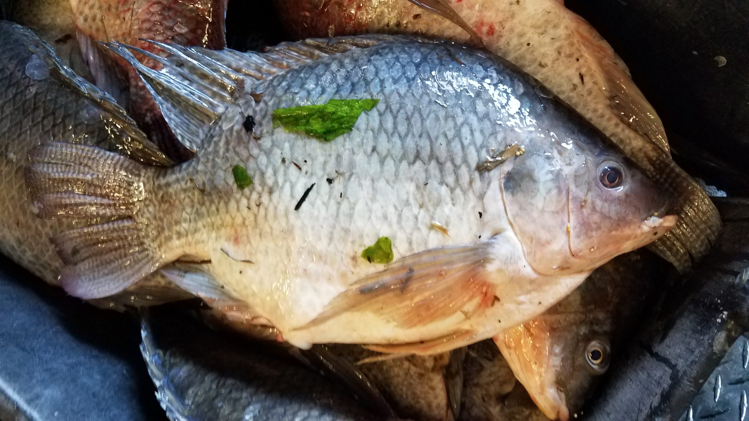 Tilapia Tropic Star Seafood, Inc.