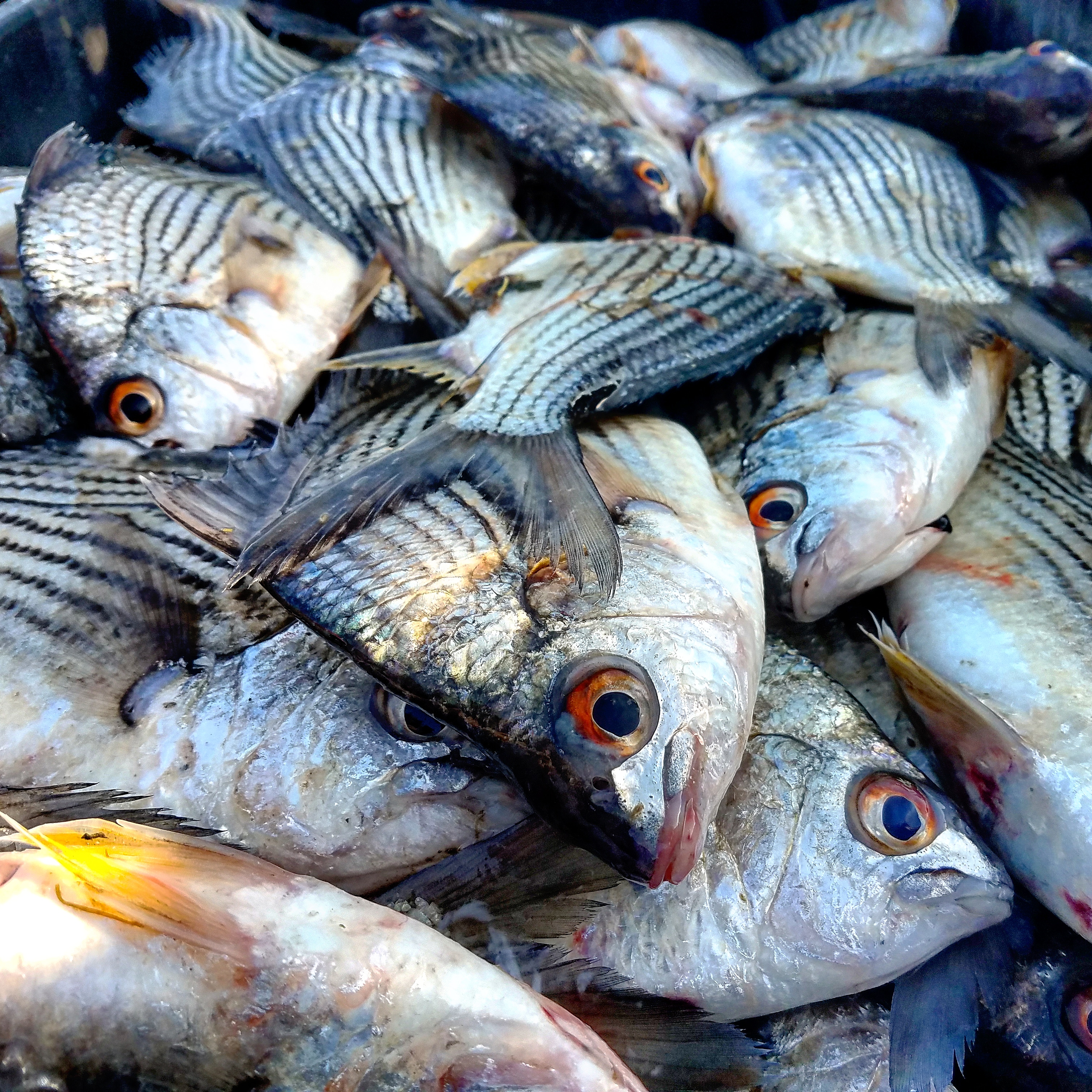 Fresh Yellow Eyes Snapper – 24/7 Seafood Distributor